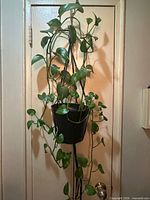 Full view of pothos hanging on door showcasing length of vines and pot