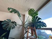 Full view of tall Monstera reaching ceiling on ladder