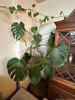 Full view of the six-foot Monstera plant in its pot beside a cabinet