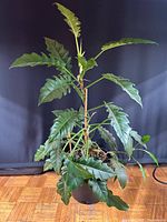 Full view of philodendron plant showing overall size and form