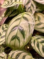 Close-up of patterned leaves showing coloration and health