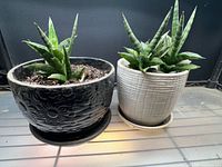 Both sansevieria plants side by side in their ceramic pots