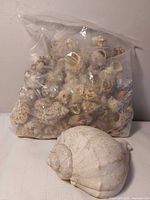 Bag of seashells and large white shell together