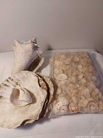 Group view of all shells including conch, stack of clam shells, small spiral shell, and sealed bag of small shells