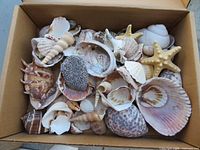 Top view of cardboard box filled with assorted seashells, starfish and fossil rocks