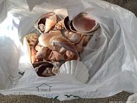 Bag opened showing assortment of varied seashells