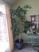 Full view of braided trunk tree in planter placed indoors