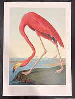 Full view of unframed Flamingo print with border visible