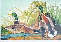Full view of Mallard Duck lithograph showing entire sheet