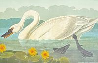 Close view of swan artwork showing colors and detail