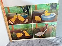 Four-panel ducklings/chicks print with ruler for scale