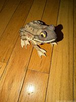 Front angled view of stoneware frog figurine