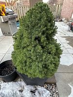 Full view of shrub and tall pot