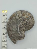Front view showing full ammonite fossil with ruler for scale