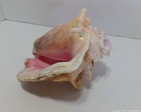 Conch shell interior pink lip visible