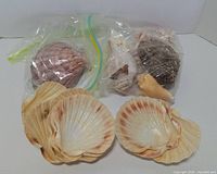 Assorted shells in bag with scallop shells laid out