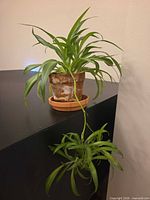 Full view of spider plant, pot, saucer, and hanging plantlet