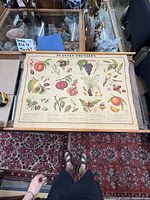 Full view of vintage Italian educational fruit plant poster on table, shows illustrations and wooden rails