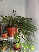 Full view of the mature Christmas cactus in pot on shelf