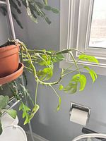 Full view of the baby Monstera plant in its terracotta pot with several green leaves and split lobes