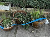 All three terracotta planters side by side showing size and condition