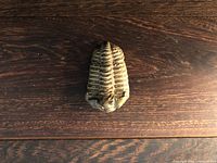 Top view of trilobite fossil showing full outline and segment detail