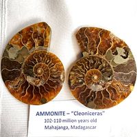 Two matched ammonite halves on white cloth with label