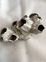 Cluster of barnacle shells angled view with size reference coin