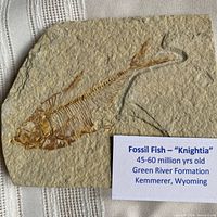 Full view of slab showing entire Knightia fossil with information card