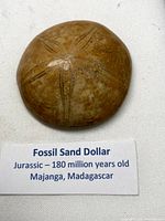 Top view of fossil showing five-petal star pattern