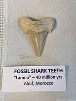 Fossil tooth with label indicating species, age, origin