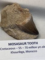 Front view showing crown and matrix with identification label