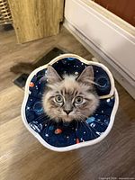 Kitten wearing navy blue space-pattern collar, showing overall design and white trim