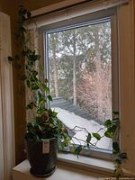 Full view of potted trailing plant on windowsill