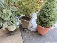 Group of three planters: white ceramic round with conifer, grey square cast-stone with shrub, large terracotta round with dwarf spruce