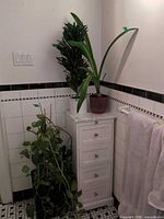 Tall upright leafy plant in white pot and strap-leaf plant in terracotta pot on cabinet; trailing pothos visible