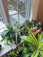 Windowsill view of assorted potted plants and empty ceramic planters