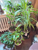 Group shot of four potted plants on floor