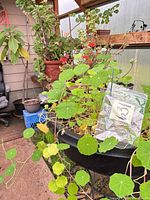Multiple potted plants including nasturtium, geraniums, tall tree, various pots