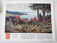 Print showing Newfoundland Pitcher Plant with bilingual caption