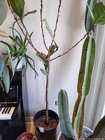 Full view of fiddle leaf fig tree next to cactus showing height and pot