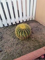 Golden barrel cactus planted in soil by fence