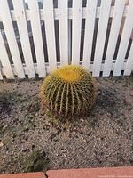 Golden barrel cactus planted in gravel beside white picket fence