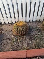 Golden barrel cactus planted in ground showing full form and spines