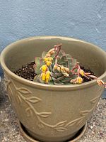 Tan ceramic pot with succulent top view