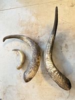 Top-down view of three horns showing size differences and curvature