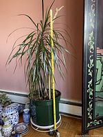 Full view of Dracaena marginata in green pot on rolling caddy with tape measure showing height