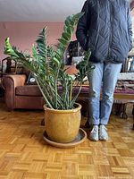 Full view of ZZ plant, ceramic pot and saucer with person for scale