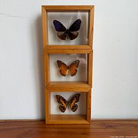 All three framed butterflies stacked to show set