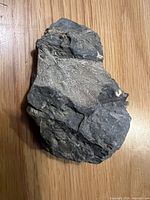 Full view of shale piece with exposed bryozoan fossil